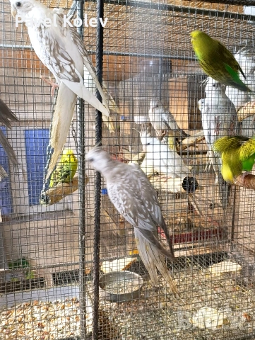 Папагали на добри цени , снимка 14 - Папагали - 53792492