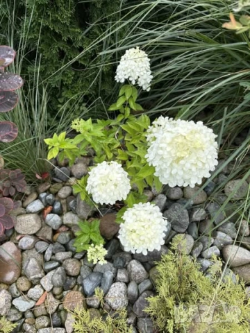 Хортензии за слънце, снимка 10 - Градински цветя и растения - 51461220