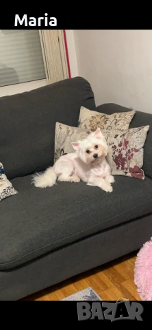 Куче за осиновяване, снимка 3 - Други - 54212525