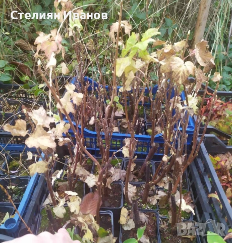 Бяло френско грозде (Ribes niveum 'Blanka'), снимка 6 - Градински цветя и растения - 52354431