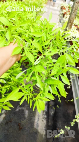 Ипомея Батат, два различни зелени сорта!, снимка 14 - Градински цветя и растения - 51230396