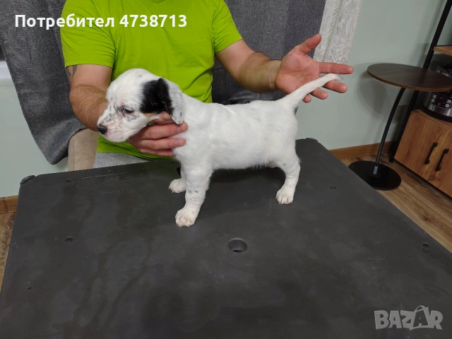 Английски сетер , снимка 2 - Английски сетери - 53565556