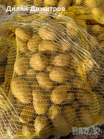 Картофи за консумация 10кг гаци 0.65лв/кг