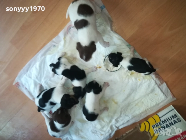 ПРОДАВАМЕ КУТРЕТА-ДЖАК РЪСЕЛ 250ЛВ ЗА 1БР 0309251809, снимка 16 - Джак ръсел териер - 51595617