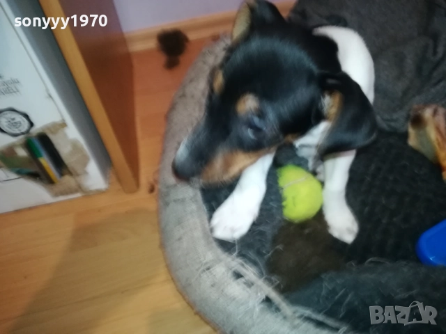 ДЖАК РЪСЕЛ 1011250842, снимка 10 - Джак ръсел териер - 52358129