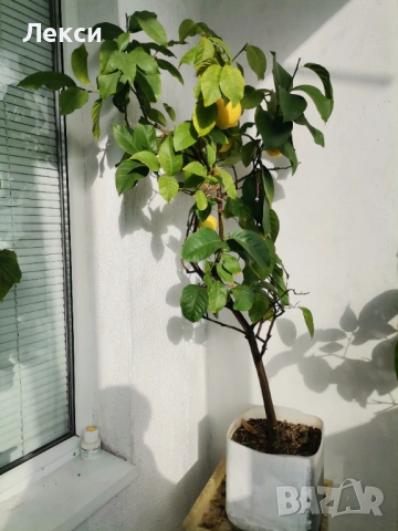 Домашно  лимонено дърво, снимка 2 - Градински цветя и растения - 53557496