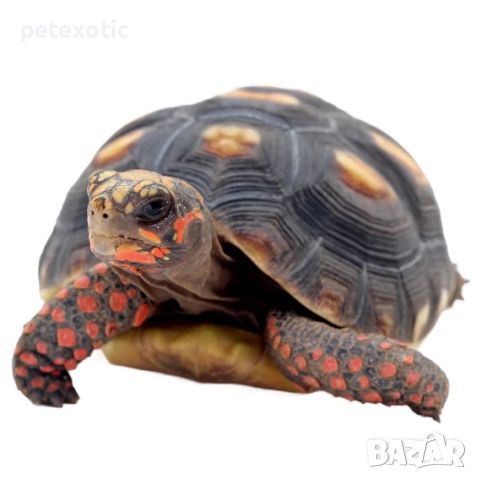 Червенокрака Костенурка Карбонария Голяма - Red-footed tortoise, Chelonoidis carbonarius, снимка 5 - Костенурки - 46455386