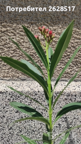 Бял и розов олеандър зокум височина 60 сантиметра, снимка 4 - Стайни растения - 51524471