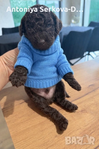 Пудел Мини/Poodle Mini