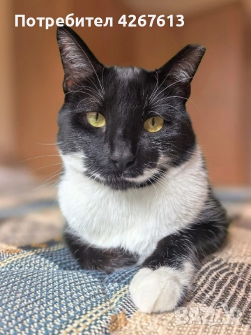 Красив и много мъркащ млад котарак търси дом, снимка 3 - Други - 52950802