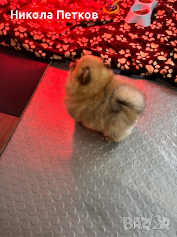 Померан, снимка 2 - Померан - 53176254