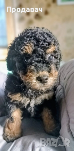  Пудел мини, снимка 3 - Пудели - 52791076