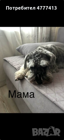 Цверг шнауцер, снимка 2 - Други - 53973681