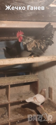 Петлета, снимка 4 - други­ - 53974001