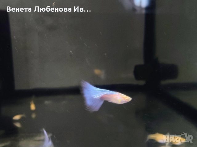 Гупа - Albino blue topaz, снимка 7 - Рибки - 46367372