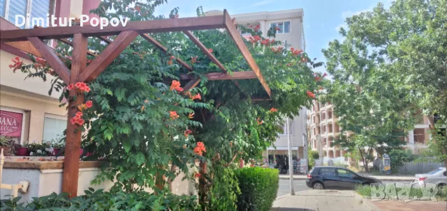 Текома,увивно расение, снимка 6 - Градински цветя и растения - 42598631