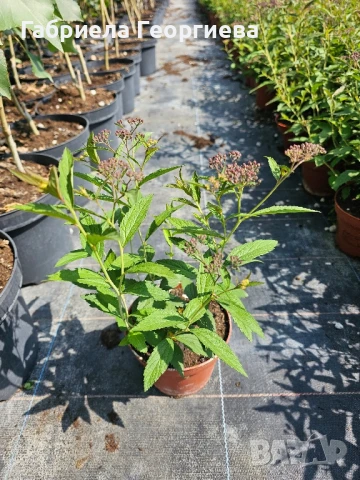 Спирея японика , снимка 4 - Градински цветя и растения - 50608840