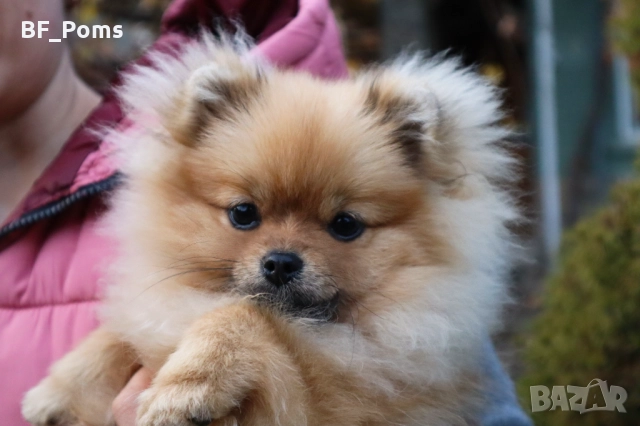 Миниатюрно момиченце померан с родословие FCI, снимка 12 - Померан - 50219721
