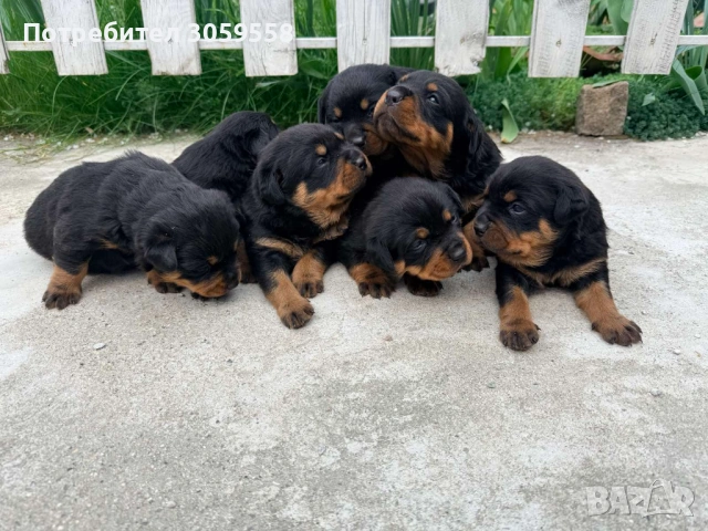 Ротвайлер , снимка 4 - Ротвайлер - 54254895