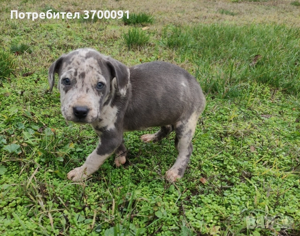 питбул / питбулчета , снимка 10 - Питбул - 52574243