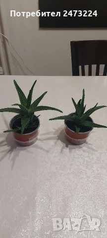 Алоета различни големини , снимка 8 - Стайни растения - 51935522