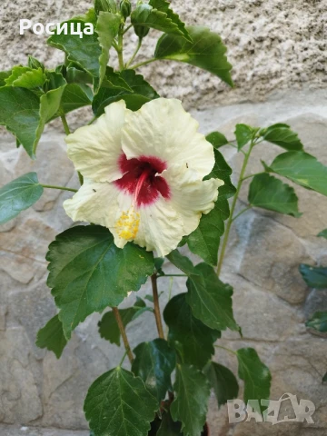 хибискус , снимка 1