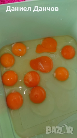 Оплодени яйца от Араукана, снимка 14 - други­ - 48810608