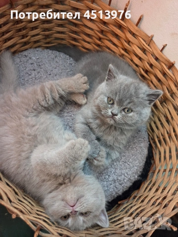 Котенца Британчета, снимка 2 - Британска късокосместа - 54273732