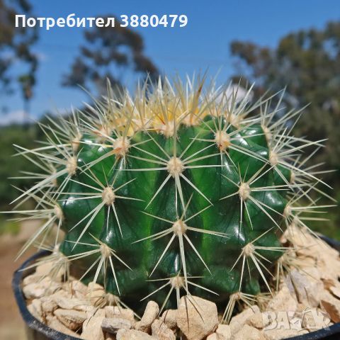 кактус, снимка 1 - Стайни растения - 46510008