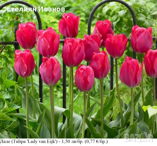 СОРТОВИ ЛАЛЕТА – ЛУКОВИЦИ - част 2, снимка 5 - Сортови семена и луковици - 52372863