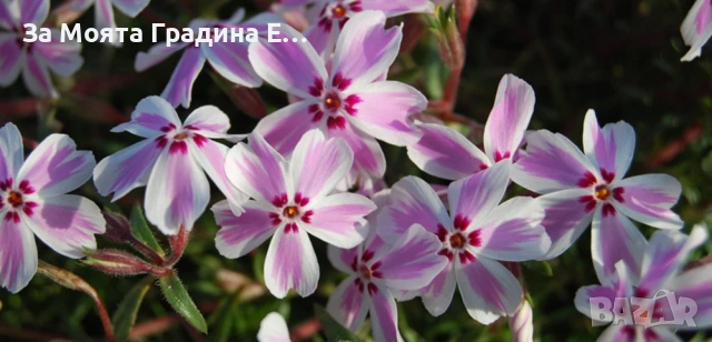 Флокс - 6 цвята /Почвопокривен и каскаден, снимка 3 - Градински цветя и растения - 54020877