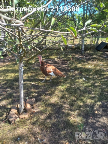 Женски и мъжки пуйки,миналогодишни, снимка 7 - Кокошки и пуйки - 51803244