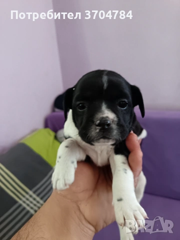 Продавам френски булдочета , снимка 5 - Френски булдог - 53733195