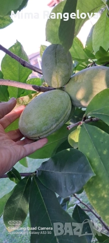 Семена Пау пау , снимка 3 - Разсади - 51898924