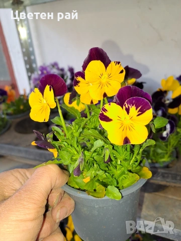 Теменужки , снимка 6 - Градински цветя и растения - 54220016