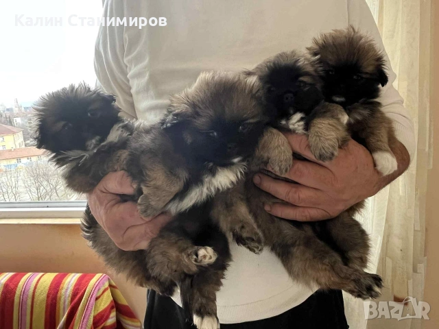 малки пекинезчета, обезпаразитени с първа ваксина търсят своите нови любящи стопани, снимка 2 - Пекинез - 53436737