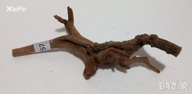 Корен от Азалия /декорация/ 57