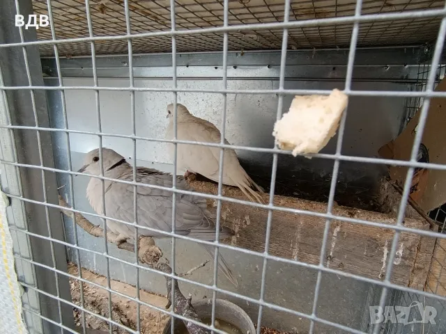 Подарявам шарени и сиви гугутки 