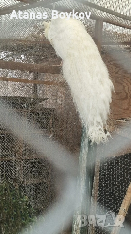 продавам пауни, снимка 2 - други­ - 53135523