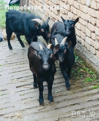 Мини кози //камерунски//