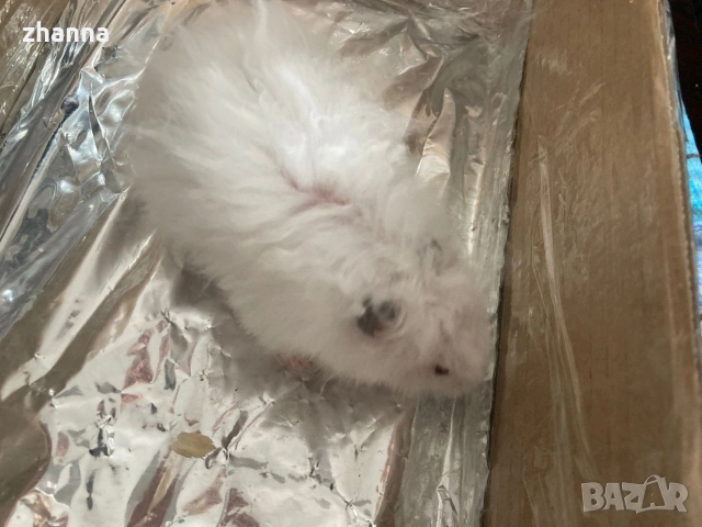 отдавам хамстер Сирийски , снимка 2 - Хамстери - 54101626