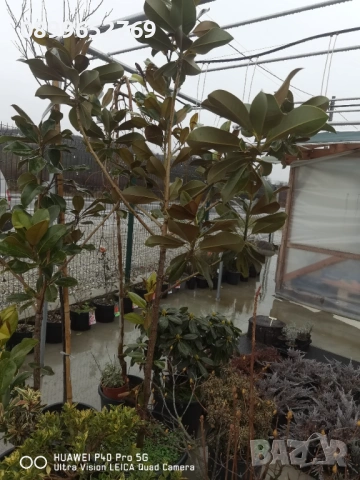 Грандифлора вечнозелена магнолия. , снимка 2 - Разсади - 53070862