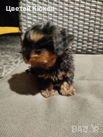 мини йоркширски териер , снимка 6 - Йоркширски териер - 51527634
