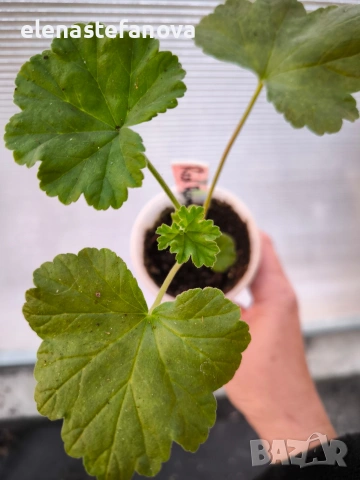 К-т от две сортови мушката (пеларгонии), снимка 6 - Стайни растения - 54185963