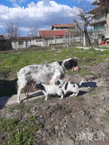 Продавам малки английски сетерчета, снимка 6 - Английски сетери - 53776304