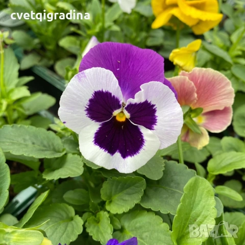 Едроцветна ароматна теменужка, снимка 3 - Градински цветя и растения - 52815725