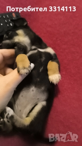 чихуахуа , снимка 7 - Чихуахуа - 52935666