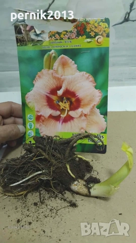 хемерокалиси коренища