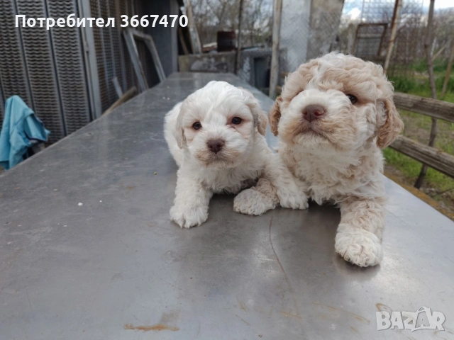 Лагото на 45 дена