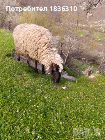 Шиле балканско, снимка 2 - Овце - 54174079
